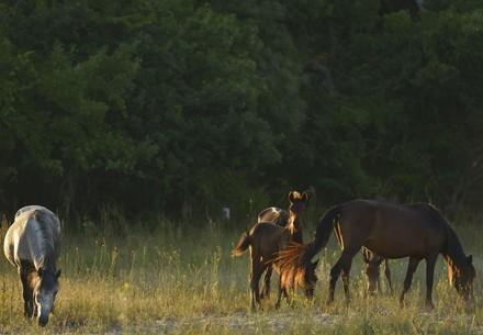 Wild horses of Letea