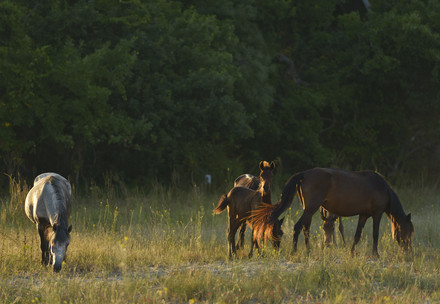A group of wild horses infront of a forrest in Romania