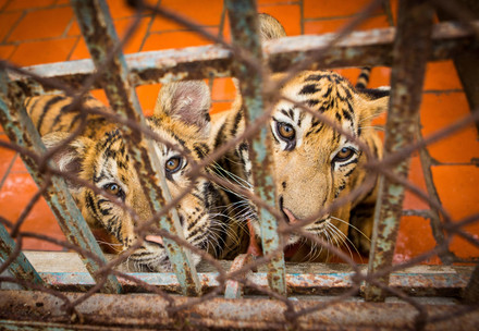 Two tigers in a cage