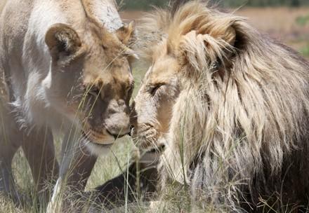 Lion and lioness face to face