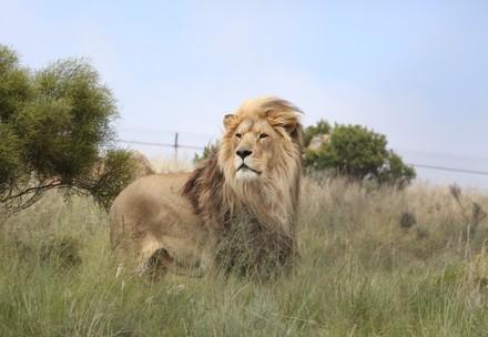 Lion in South Africa
