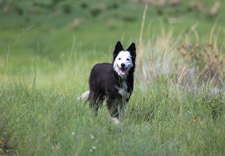 Dog
