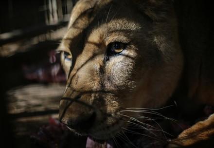 South Africa has announced its intent to end captive lion breeding, bone trade and domestication of the species
