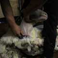 Sheared wool Sheared wool