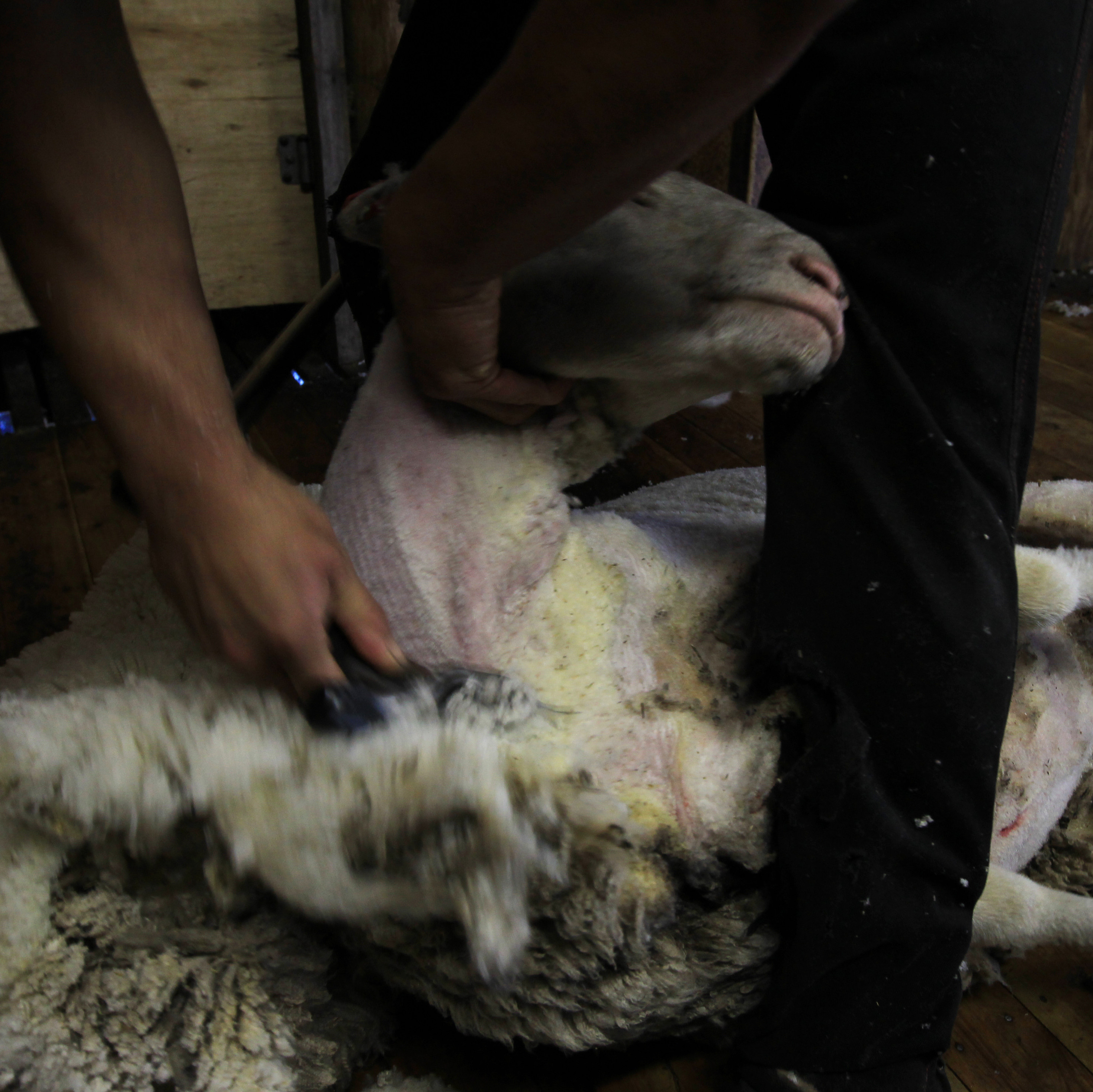 Sheared wool Sheared wool