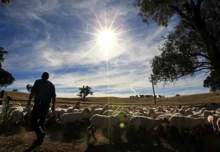Non-mulesing Sheep