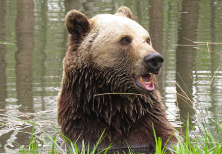 Brown bear Michal at BEAR SANCTUARY Müritz