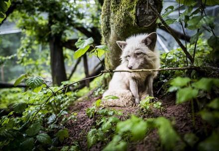 Zoe was rescued from a fur farm