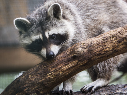 Raccoon at TIERART