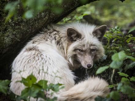 Animals used for fur