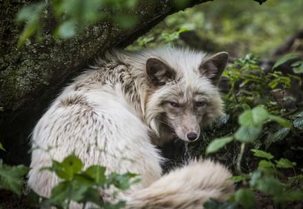 Fur fox