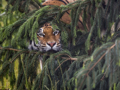 Tiger at TIERART