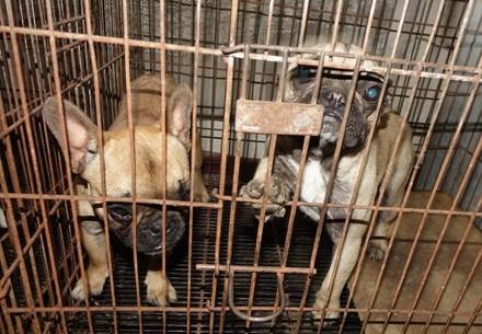 Dogs in a cage