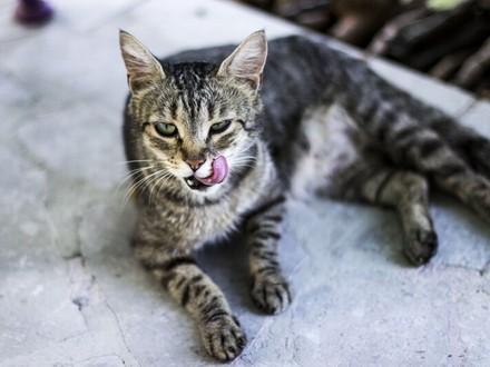 Cat outside