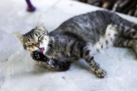 Cat