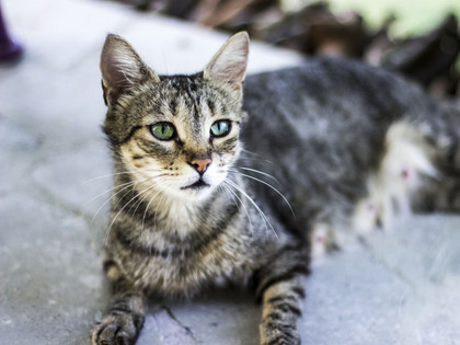Stray cat in Croatia
