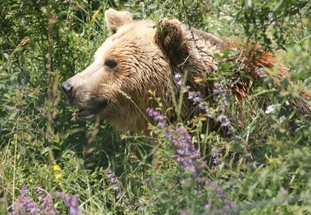 Brown Bears in Care of FOUR PAWS Brown bear Mira