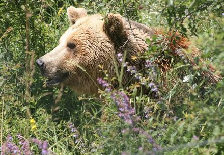 Bear is sitting in the grass