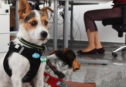 Two dogs in the office
