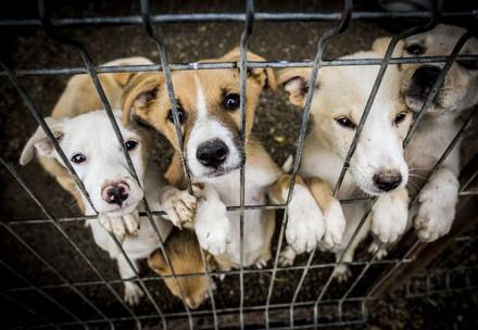 Puppy in a shelter