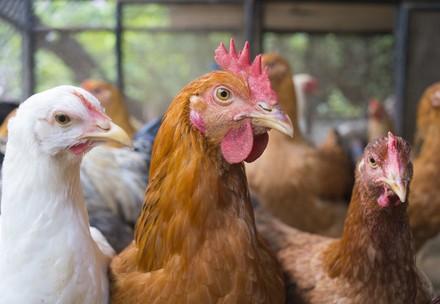 Brown and white laying hens at a chicken farm