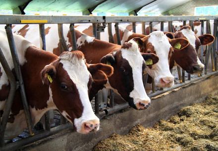Factory farmed cows