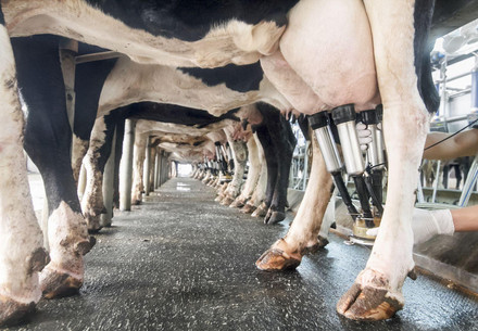 Dairy cows