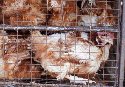 Chickens in a cage