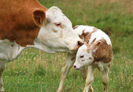 Cow and her calf on a field