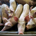 Pigs with docked tails Pigs with docked tails