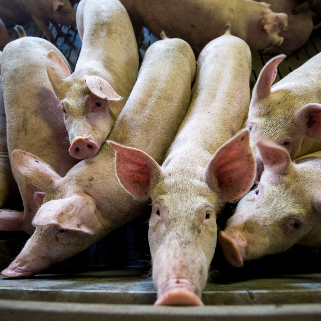 Factory farming