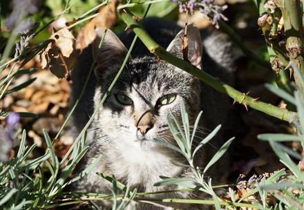 Cat in the grass