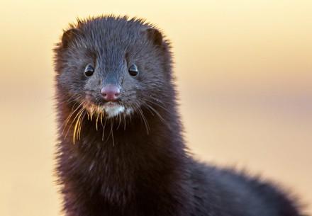 Mink