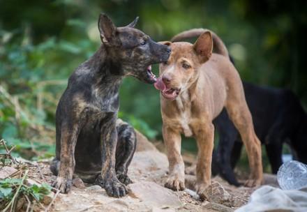 Stray Animal Care in Thailand