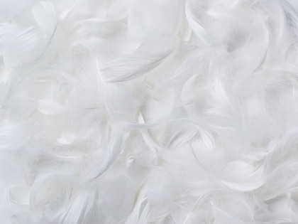 Down feathers