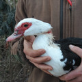 Injured muscovy duck Injured muscovy duck