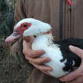 Injured muscovy duck Injured muscovy duck