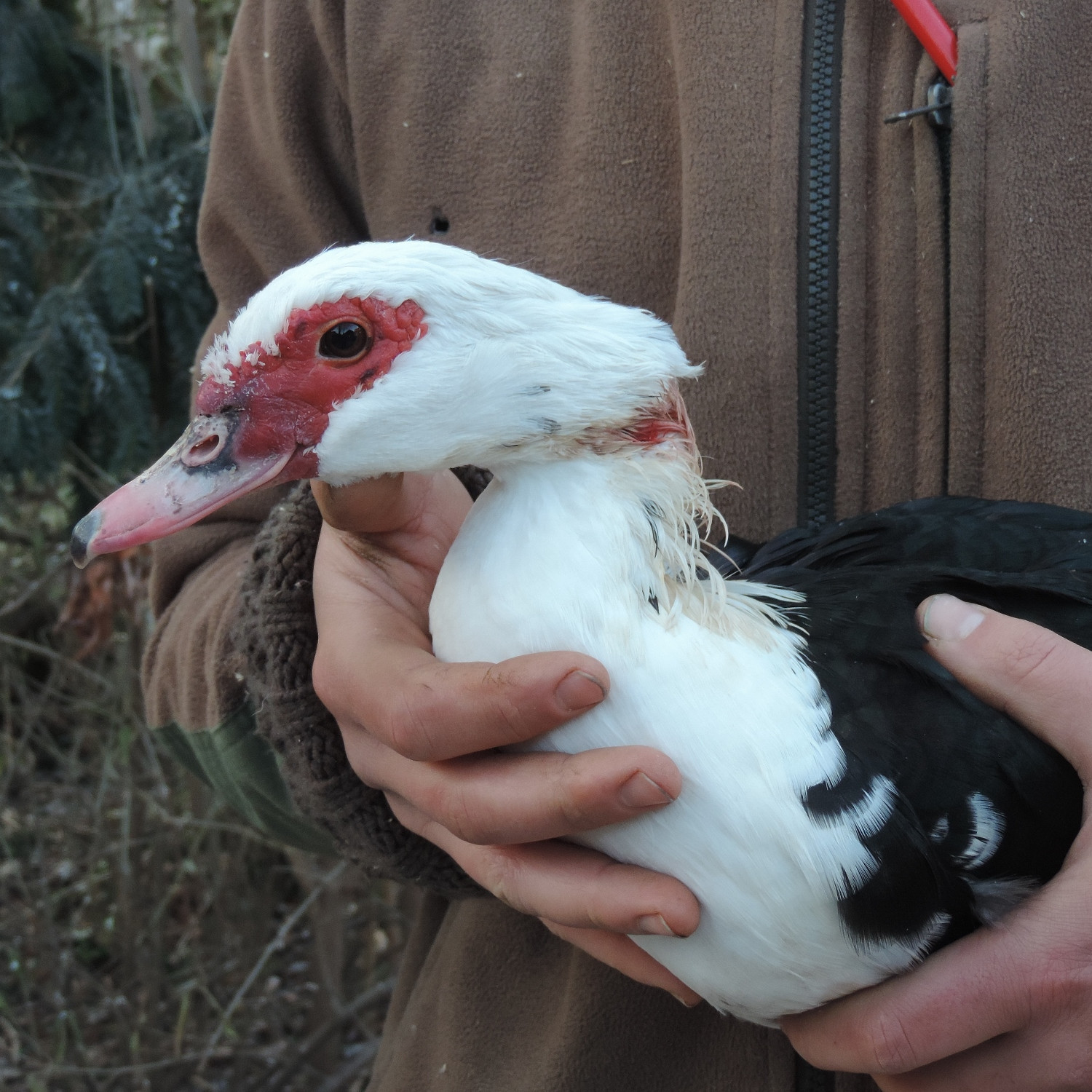 Injured muscovy duck Injured muscovy duck
