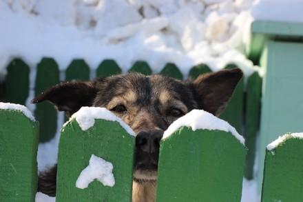 Our work is backed by research on animal welfare Dog behind a fence