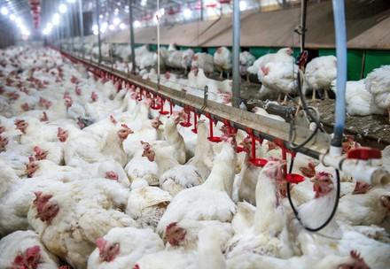 Chickens on broiler farm