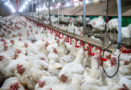 Broiler chickens
