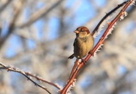 Sparrow