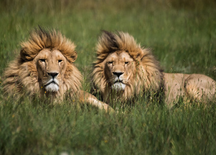 Lions at LIONSROCK