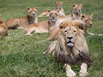 Group of lions at LIONSROCK