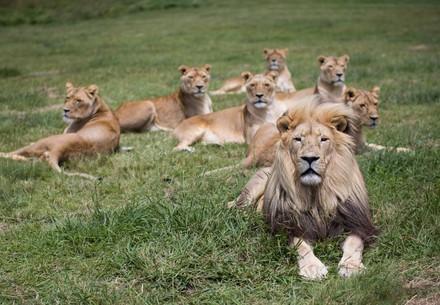 Group of Lions