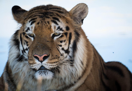 FAQs on Big Cat Rescue Missions Tiger