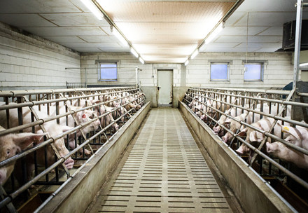 Factory farmed pigs