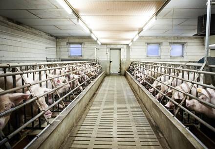 factory farming