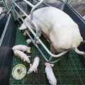 Sow fixated in her cage with her piglets Sow fixated in her cage with her piglets