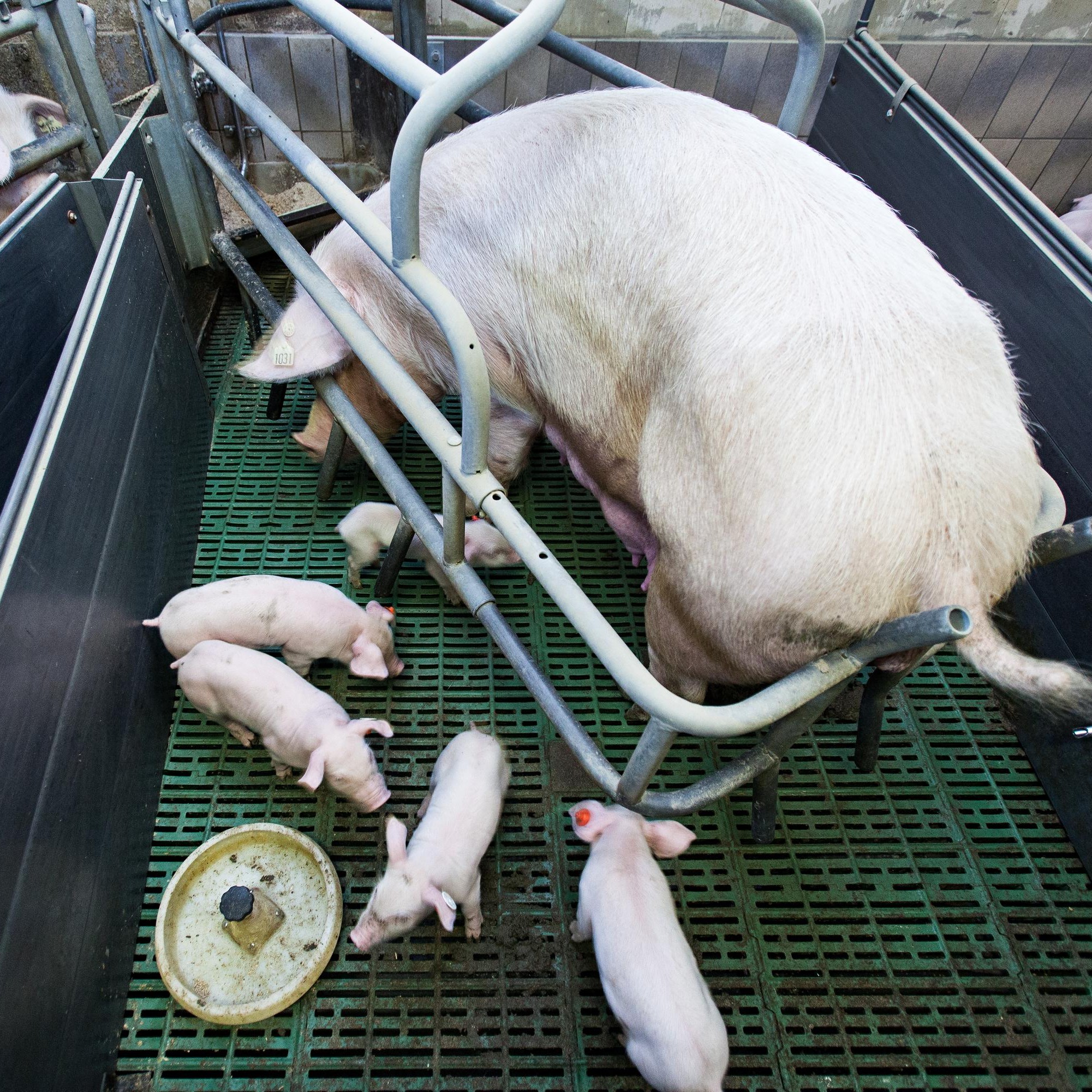 Sow fixated in her cage with her piglets Sow fixated in her cage with her piglets